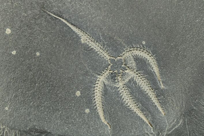 Ordovician Brittle Star (Ophiura) - Morocco #244131